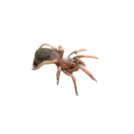 Mexican Red And Gold Tarantula (1″)