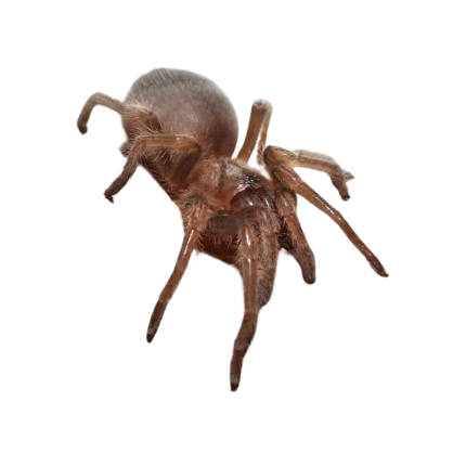 Mexican Red Knee Tarantula (.25 – .5″)