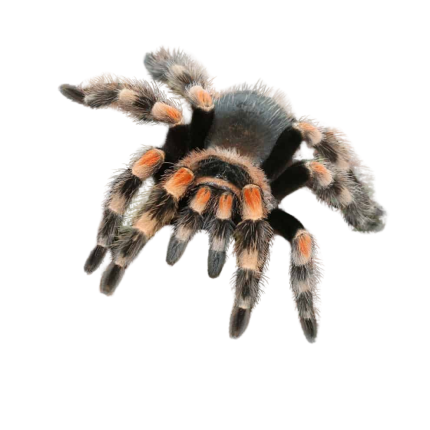Mexican Red Knee Tarantula (3 – 4”)
