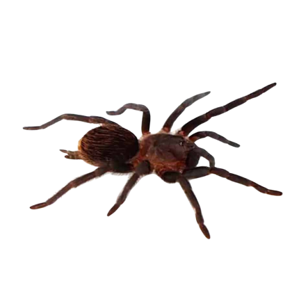 Mexican Red Rump “Campeche” Tarantula (.25 – .75”)