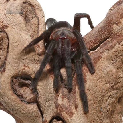 Mexican Red Rump Tarantula (2″)