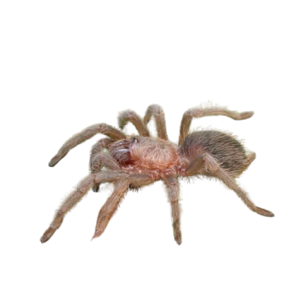 Mexican Rose Grey Tarantula (2″)