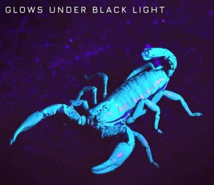 Minotaur Forest Scorpion Pair