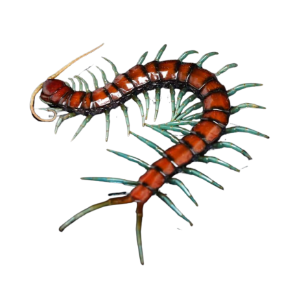 Mint Leg Centipede