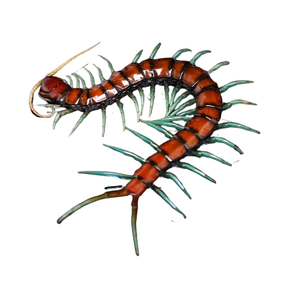 mint-leg-centipede (1) mint leg centipede 1