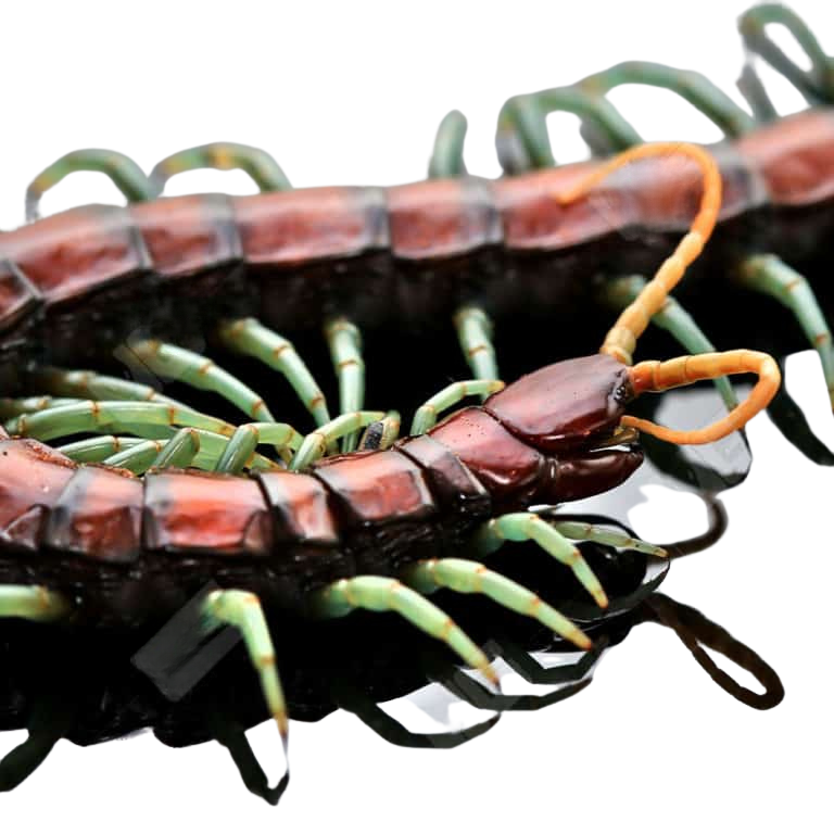 mint-leg-centipede (2) mint leg centipede 2