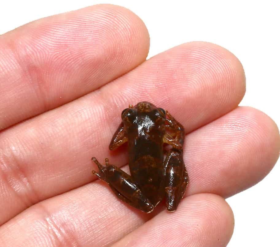 minuta-tree-frog minuta tree frog e1746091569959