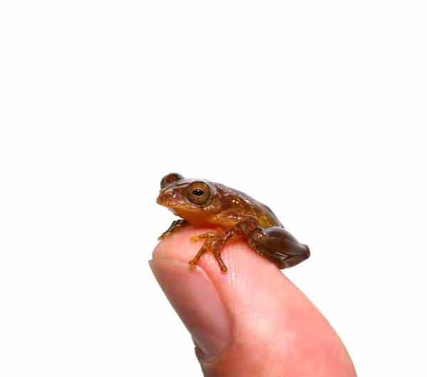 Minuta Tree Frog