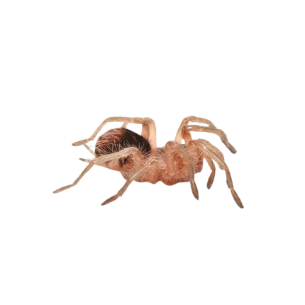 Mirador Giant Birdeater Tarantula (1”)