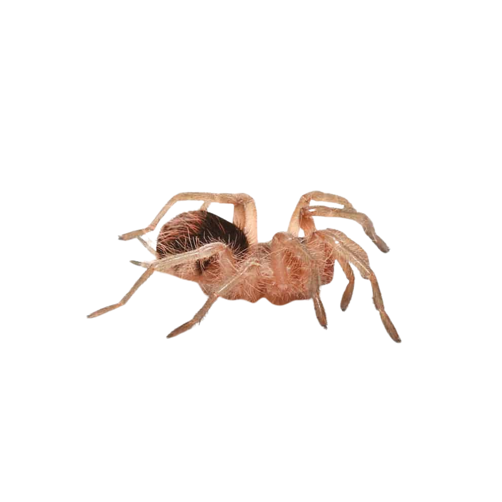 mirador-giant-birdeater-tarantula-1 (1) mirador giant birdeater tarantula 1 1