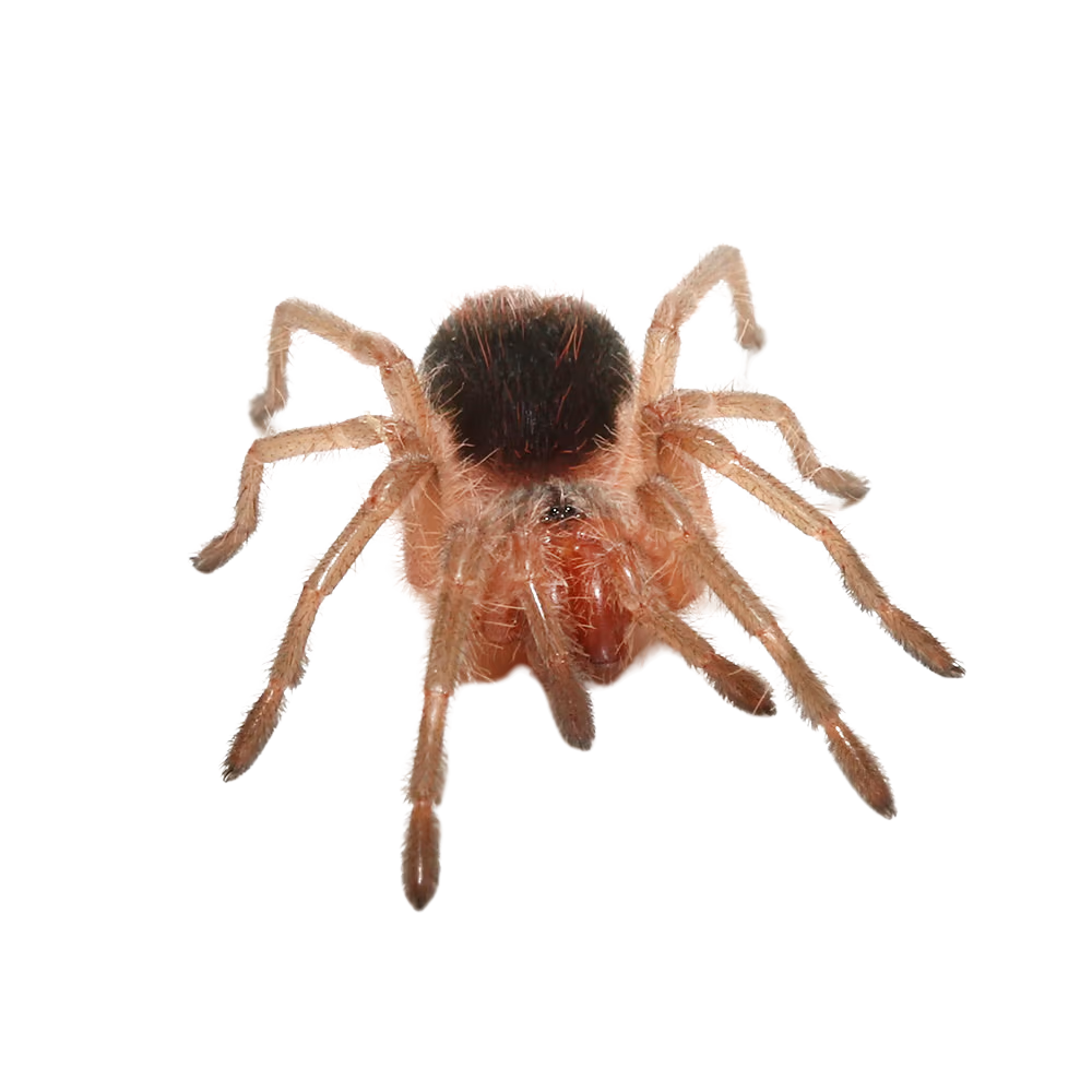 mirador-giant-birdeater-tarantula-1 (2) mirador giant birdeater tarantula 1 2