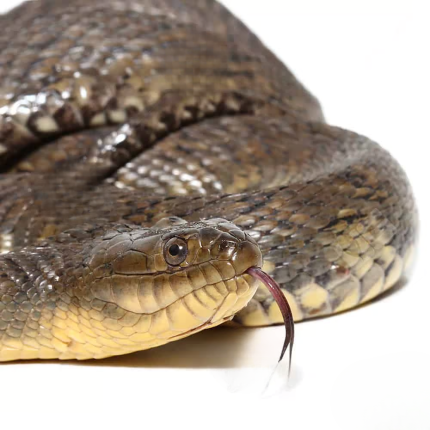Mississippi Green Water Snake
