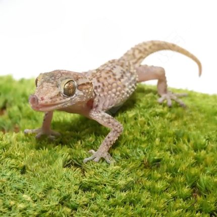 Mocquard’s Madagascar Ground Gecko (Bastardi)