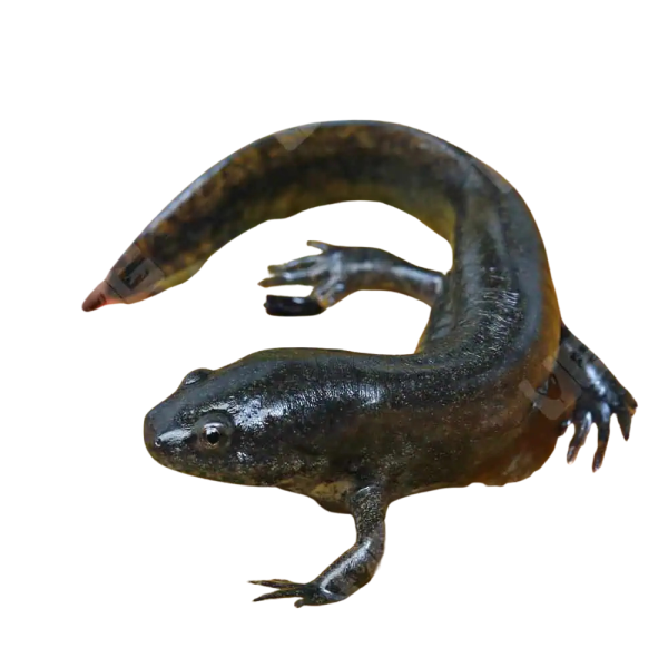 Mole Salamander