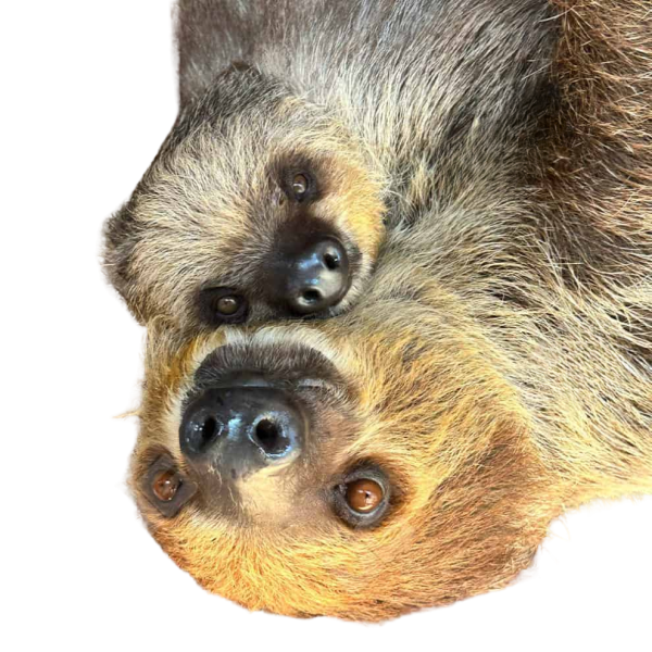 Mom & Baby Two Toed Sloth Pair