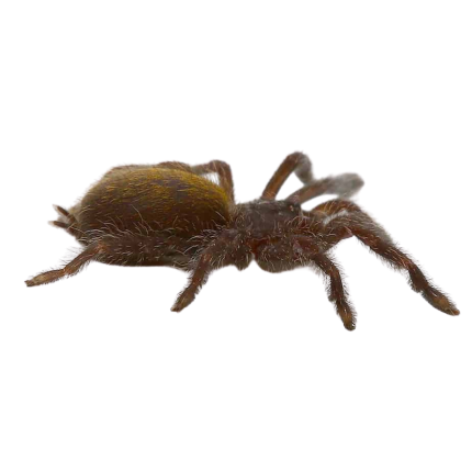 Mombasa Golden Starburst Baboon Tarantula (.25 – .75”)