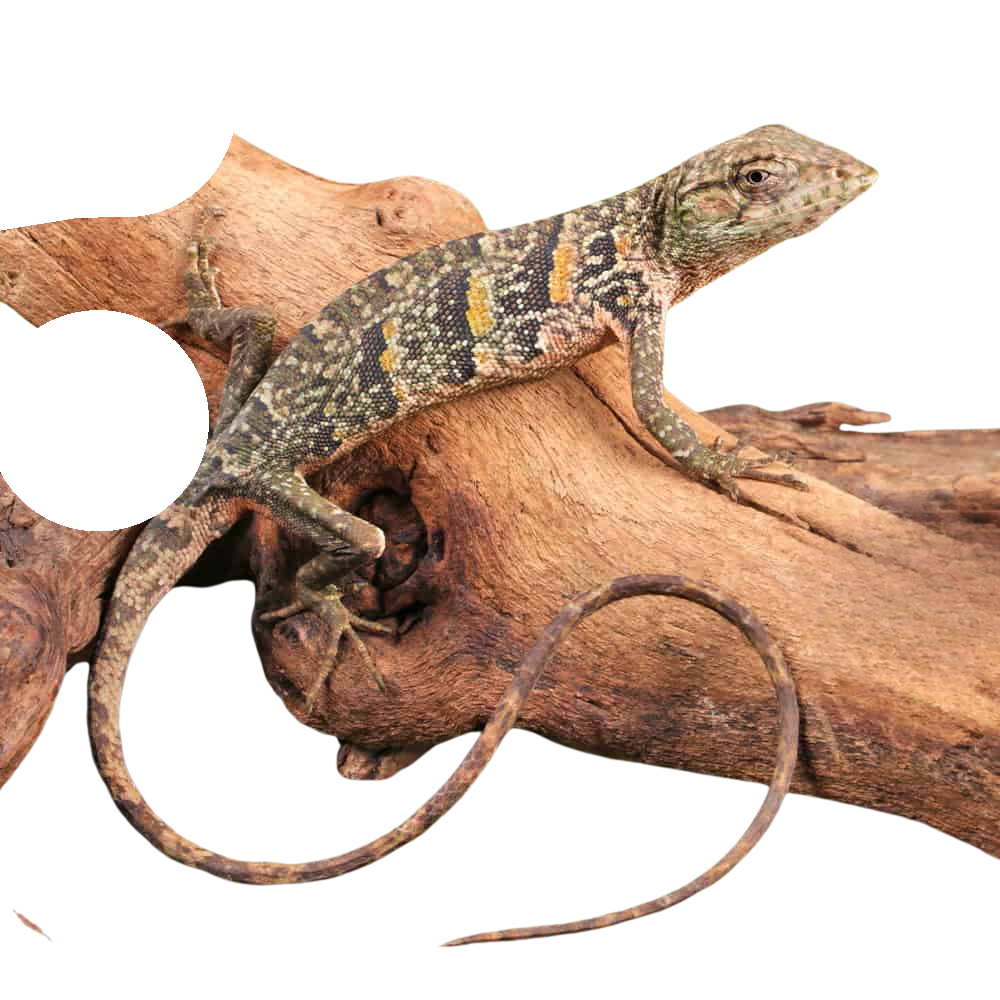 monkey-anole monkey anole 1
