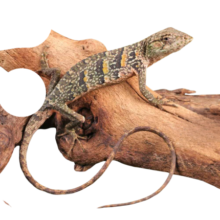 Monkey Anole