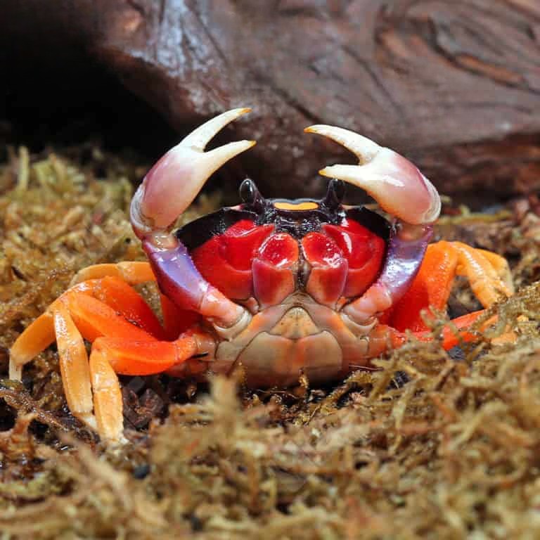 moon-crab (2) moon crab 2