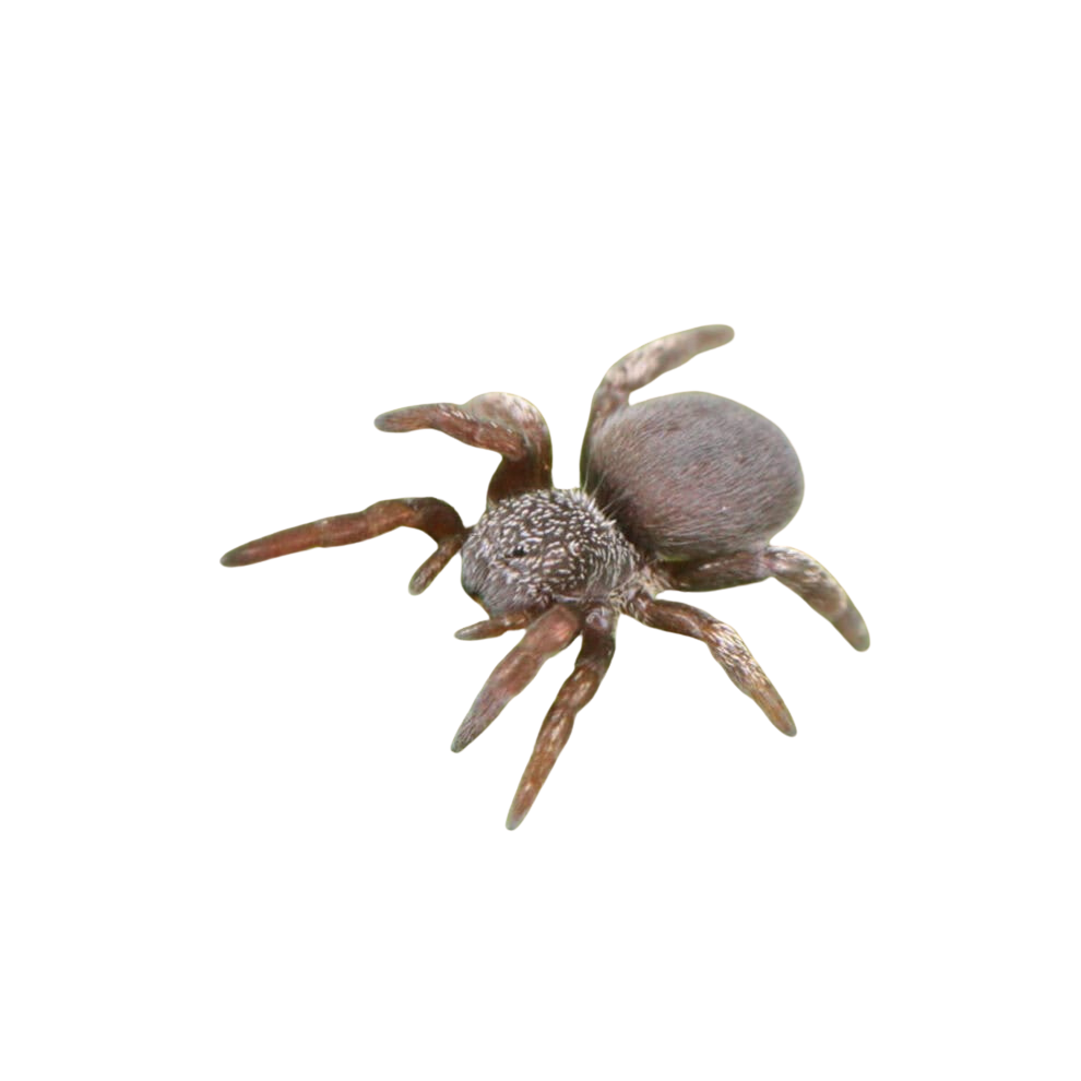 moroccan-blue-velvet-spider-25″ (1) moroccan blue velvet spider 25″ 1