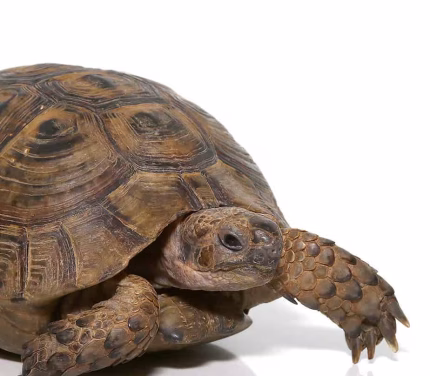 Moroccan Greek Tortoise