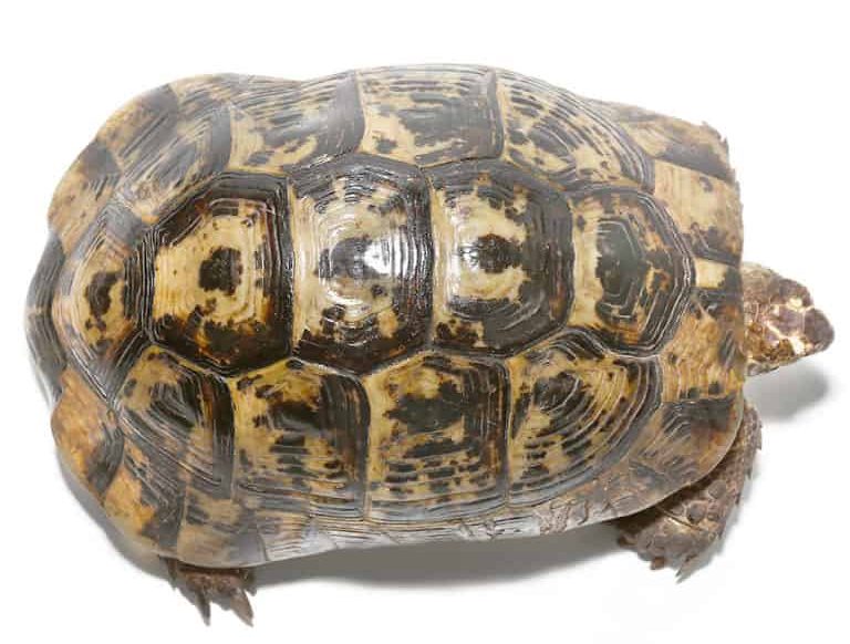 moroccan-male-greek-tortoise-3 moroccan male greek tortoise 3 e1750259864907