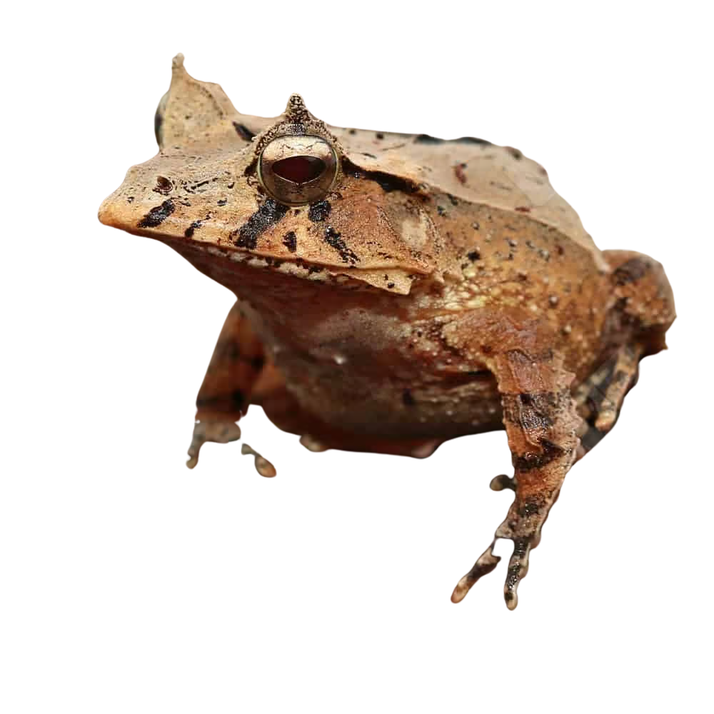 mossy-oak-solomon-island-eyelash-frog (1) mossy oak solomon island eyelash frog 1