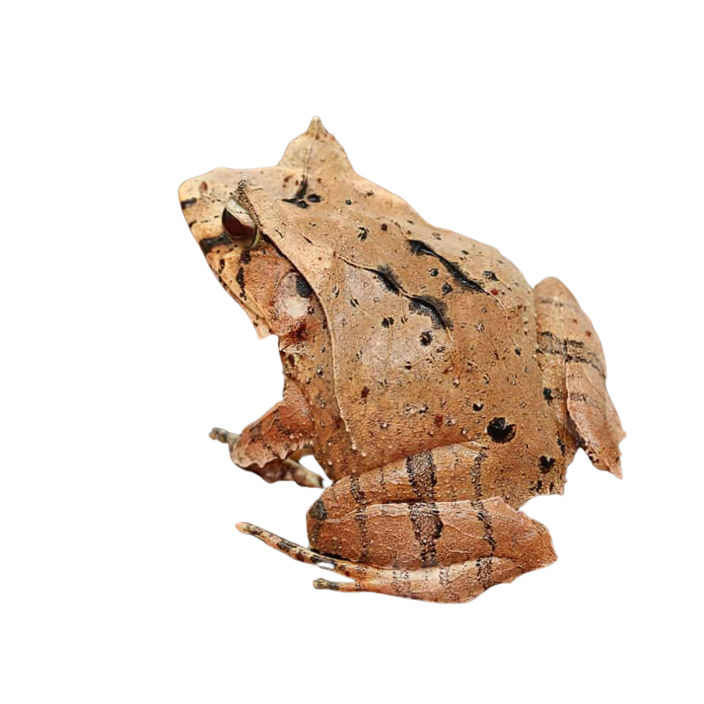mossy-oak-solomon-island-eyelash-frog (2) mossy oak solomon island eyelash frog 2