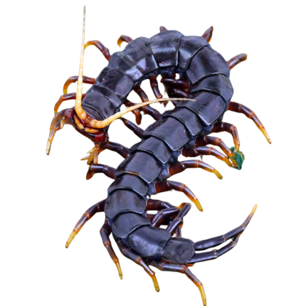 Mt. Merapi Giant Black Centipede