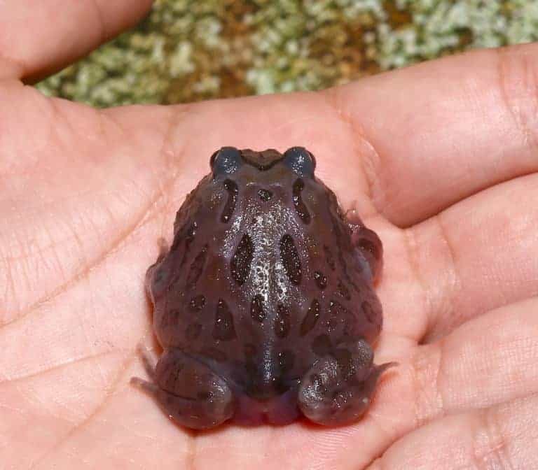 mutant-black-hole-pacman-frog mutant black hole pacman frog e1745651207249