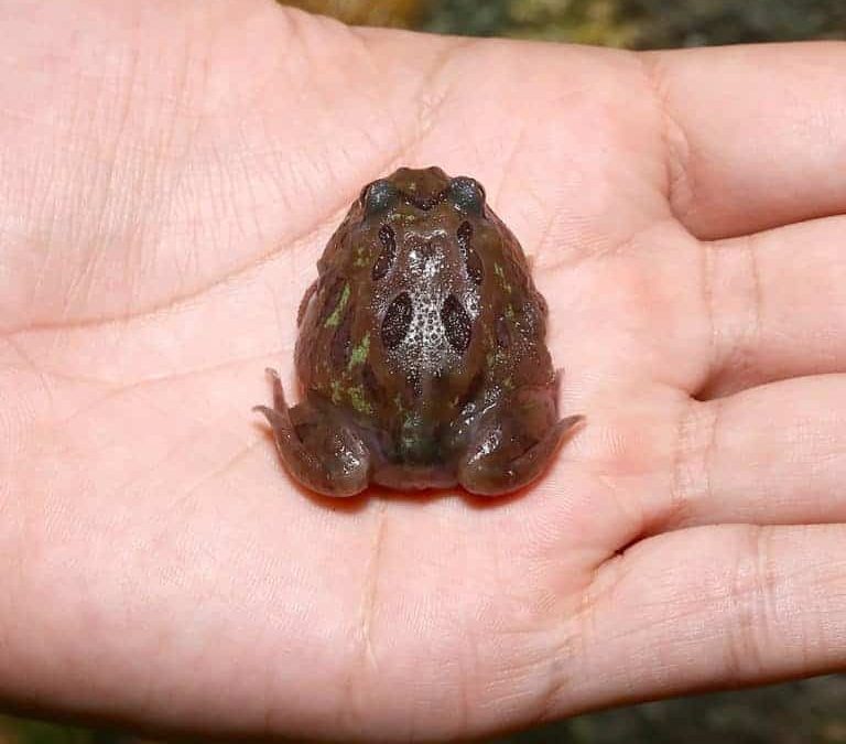 mutant-chocolate-moss-pacman-frog mutant chocolate moss pacman frog e1745572112525