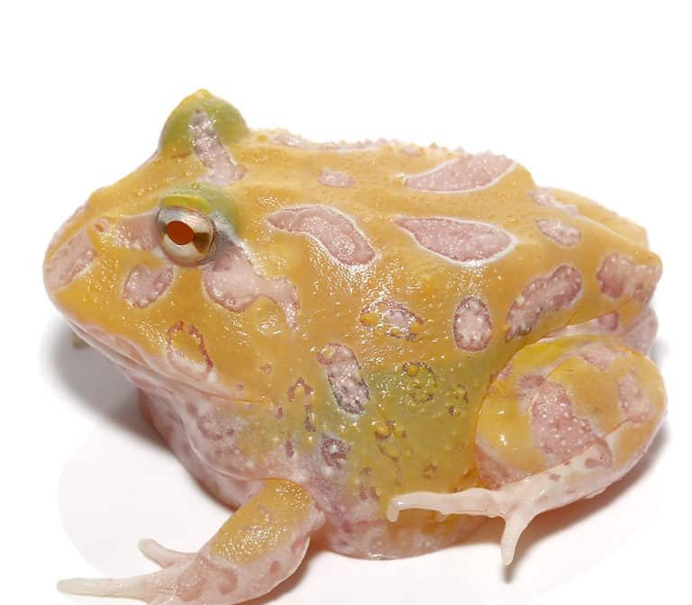 mutant-lemon-drop-angel-pacman-frog mutant lemon drop angel pacman frog e1745671156227