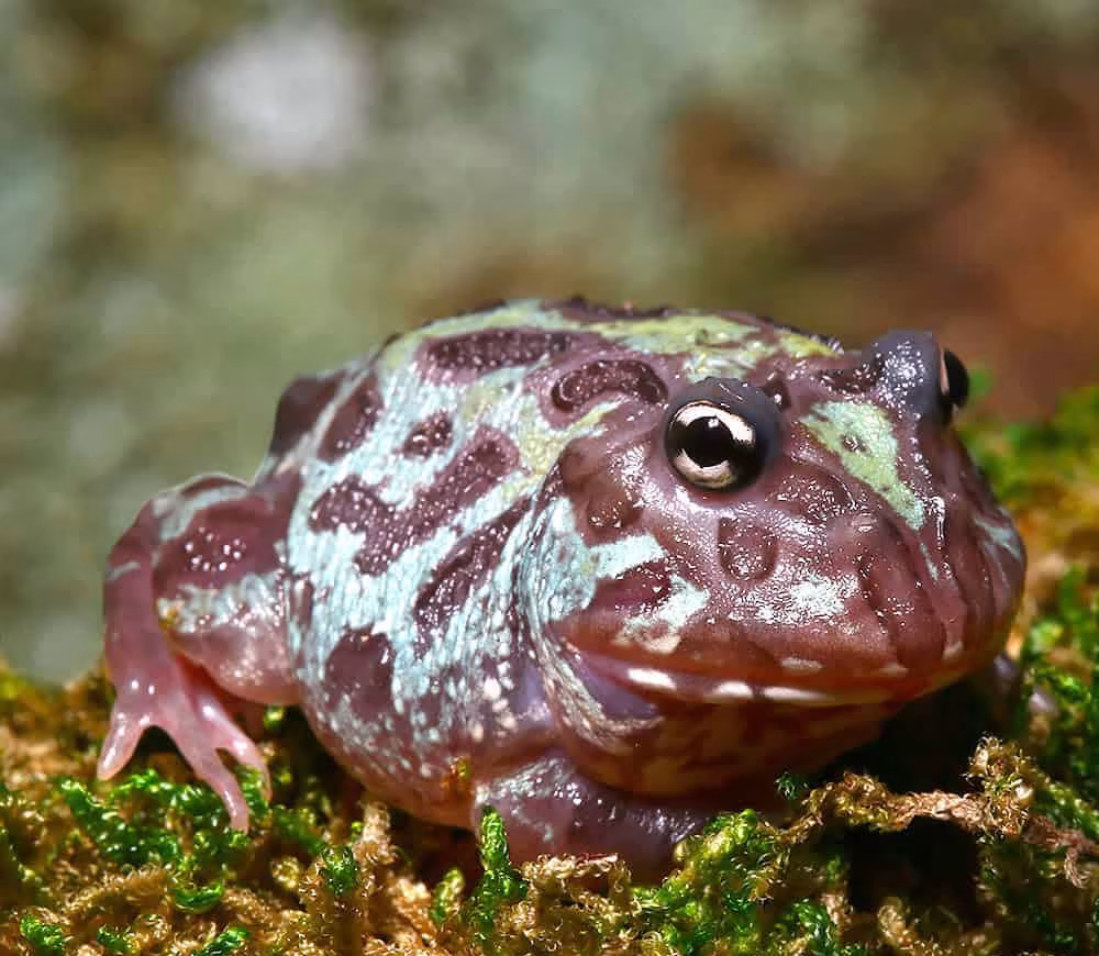 mutant-nebula-pacman-frog mutant nebula pacman frog e1745608079708