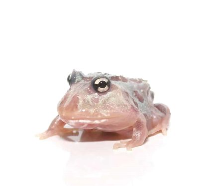 Mutant Pink Angel Pacman Frog
