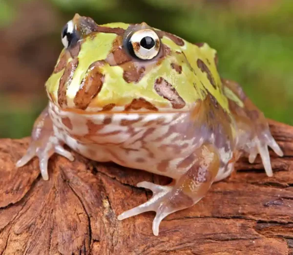 Mutant Purple Translucent Caribbean Pacman Frog