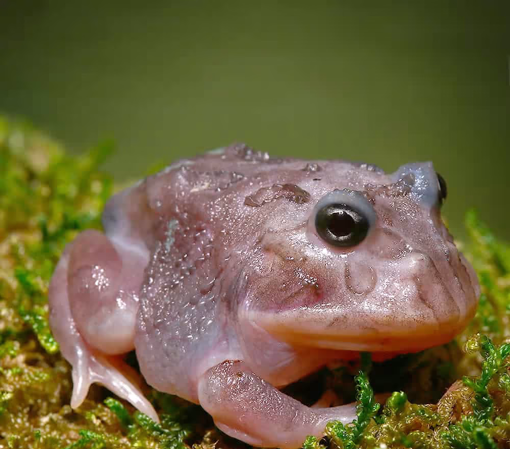 mutant-translucent-black-hole-pacman-frog mutant translucent black hole pacman frog e1745693105813