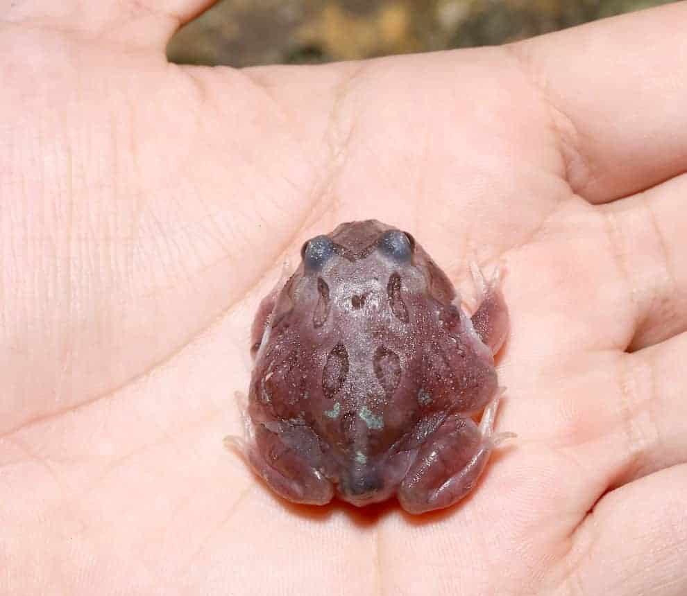 mutant-translucent-black-hole-pacman-frog mutant translucent black hole pacman frog e1745693125628