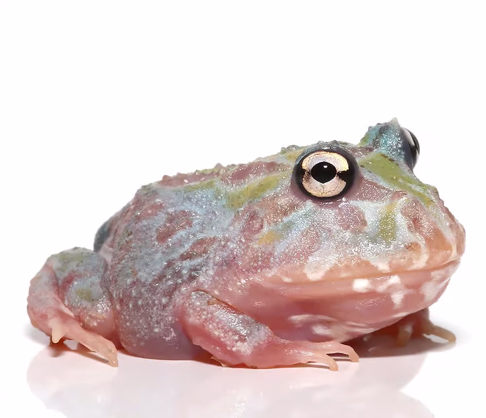 mutant-unicorn-pacman-frog mutant unicorn pacman frog e1745691569851