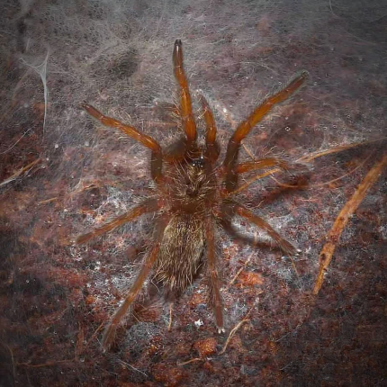 Namibia Horn Baboon Tarantula (.25 – .75”)