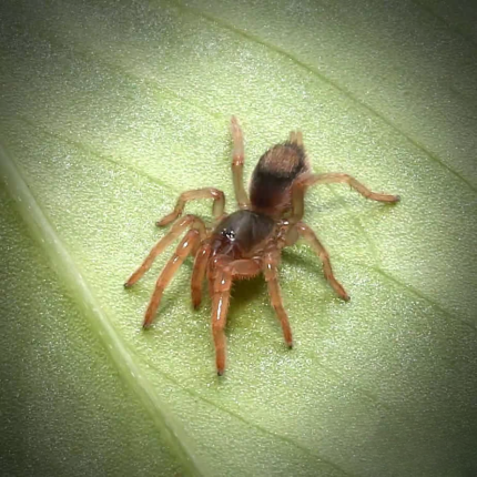 Neostenotarsus “Suriname” Tarantula (.25 – .5”)