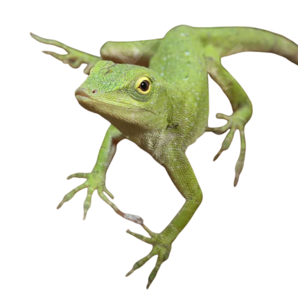 Neotropical Green Anole