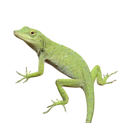 Neotropical Green Anole