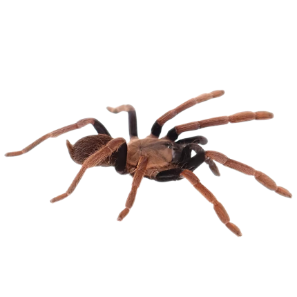 New Guinea Rust Orange Tarantula (2 – 3”)
