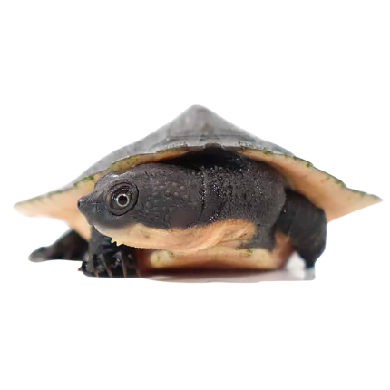 New Guinea Stream Turtle