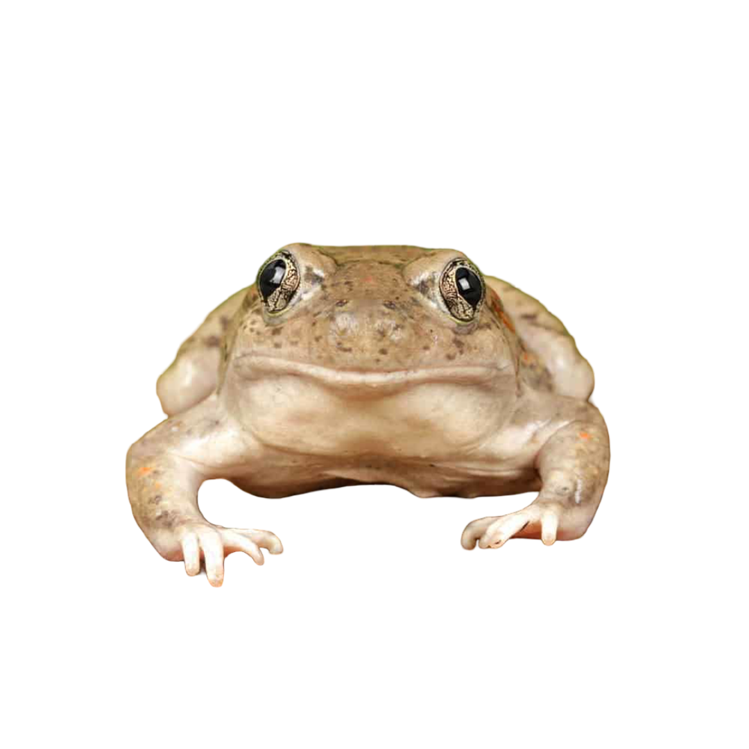 new-mexico-spadefoot-toad-for-sale new mexico spadefoot toad for sale