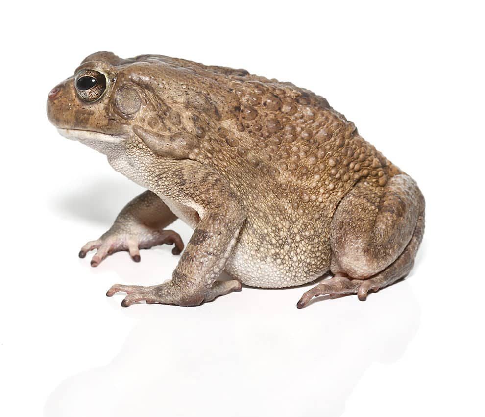 niger-delta-toad niger delta toad e1745950754512