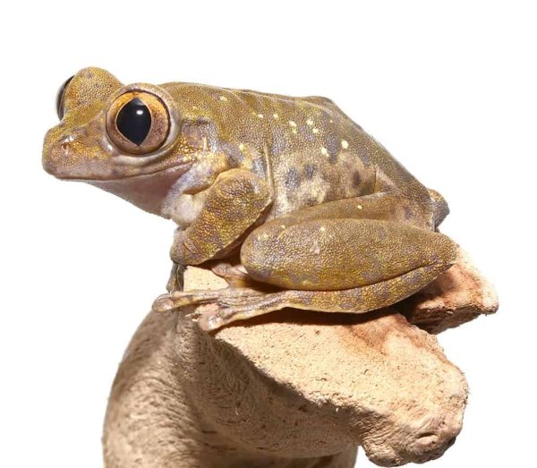 Nigerian Big Eye Tree Frog