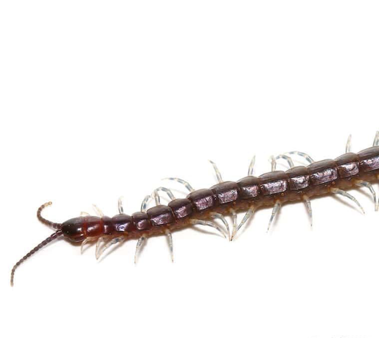nigerian-blue-leg-centipede nigerian blue leg centipede 1 e1748159867985