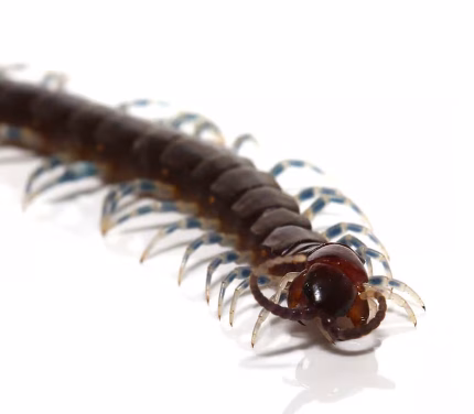 Nigerian Blue Leg Centipede