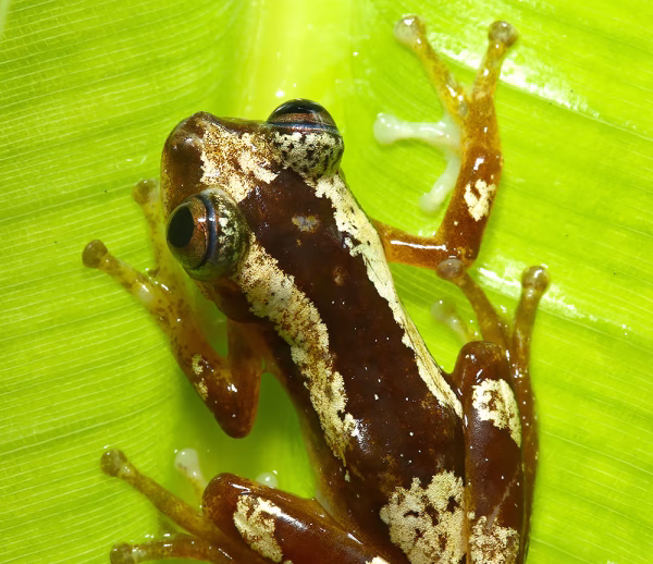 Nigerian Clown Reed Frog